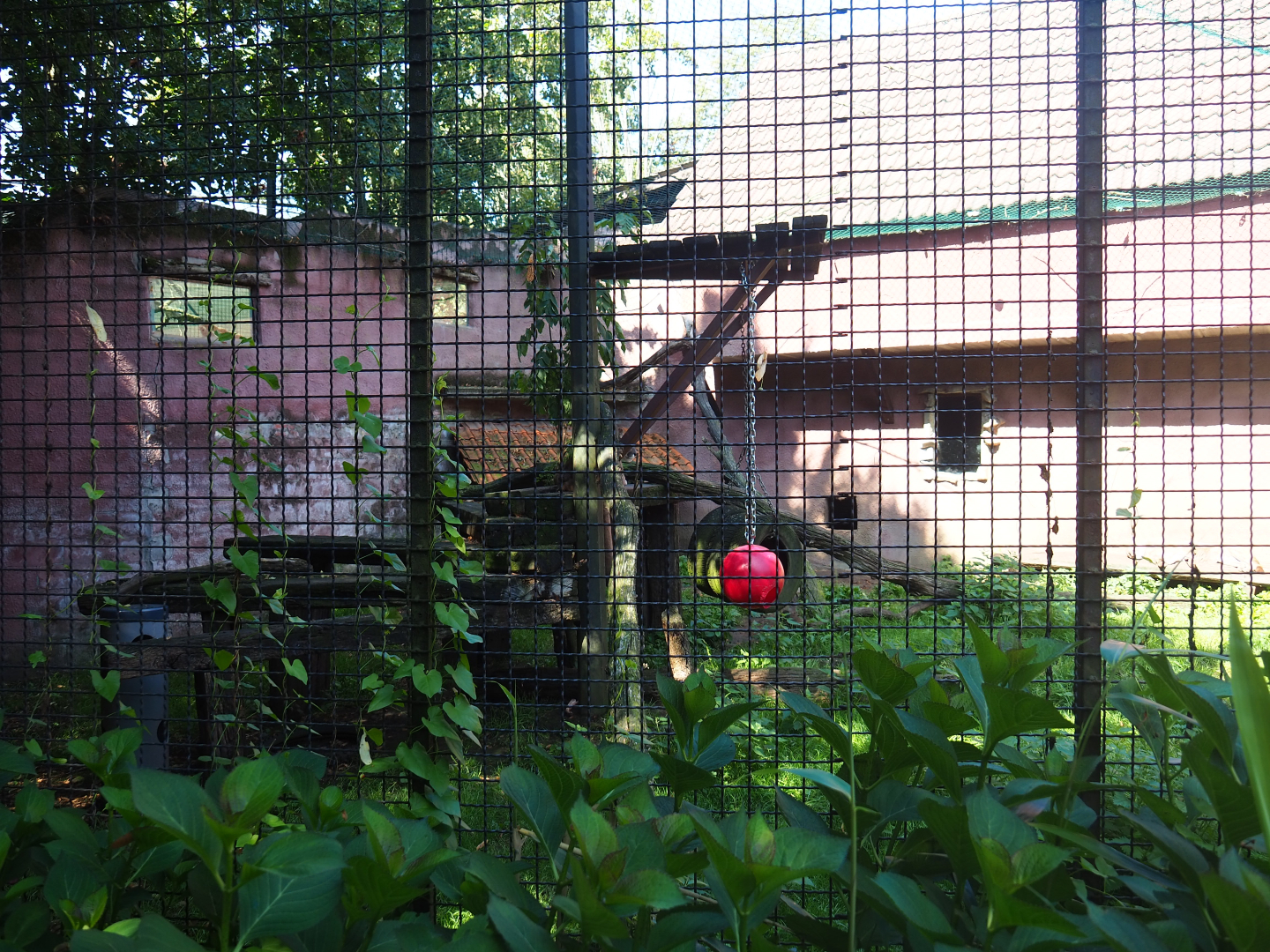 Mountain lion exhibit, 2019-08-04