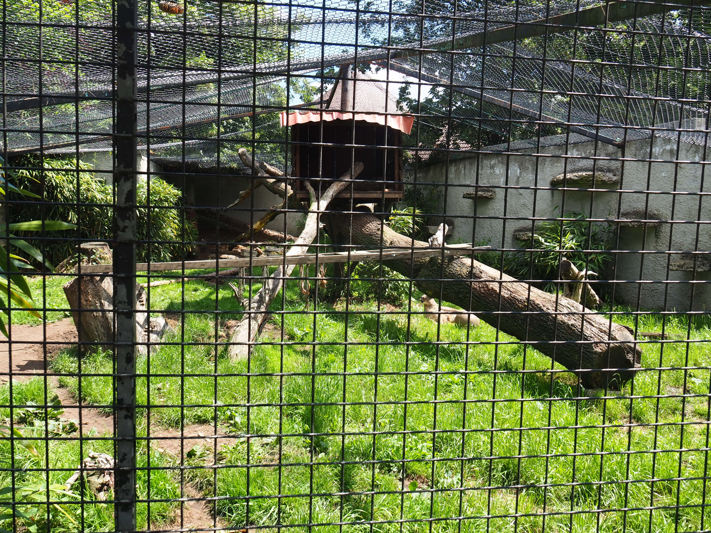 Mountain lion exhibit, 2020-06-20