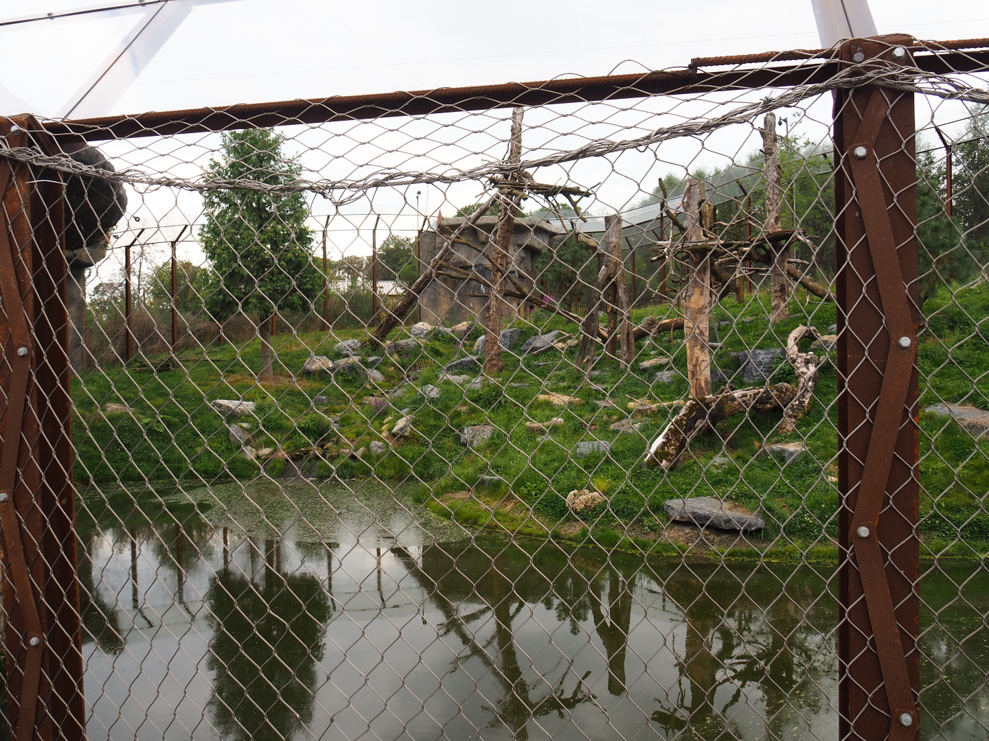 Mountain lion exhibit, 2020-09-02