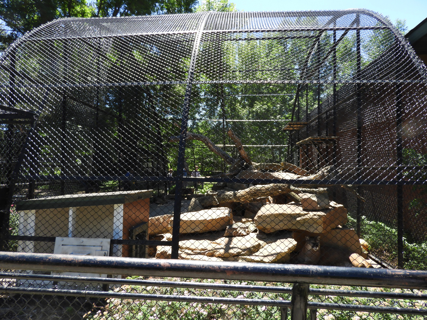 Mountain Lion exhibit - Wildwood Zoo
