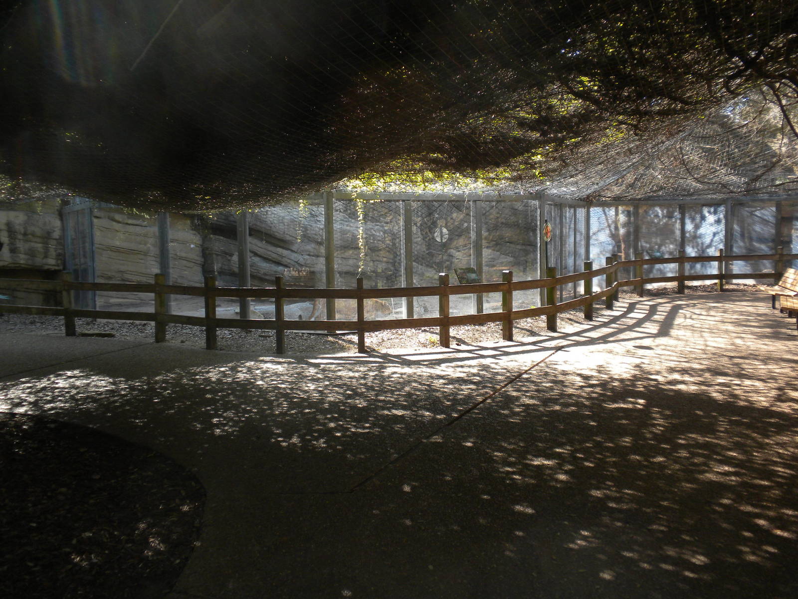 Mountain Lion exhibit