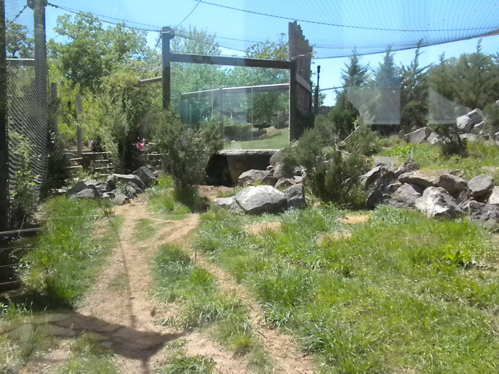 Mountain Lion exhibit