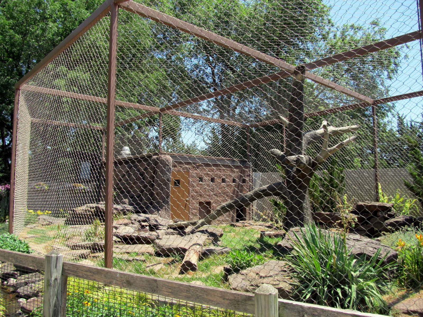 Mountain Lion Exhibit