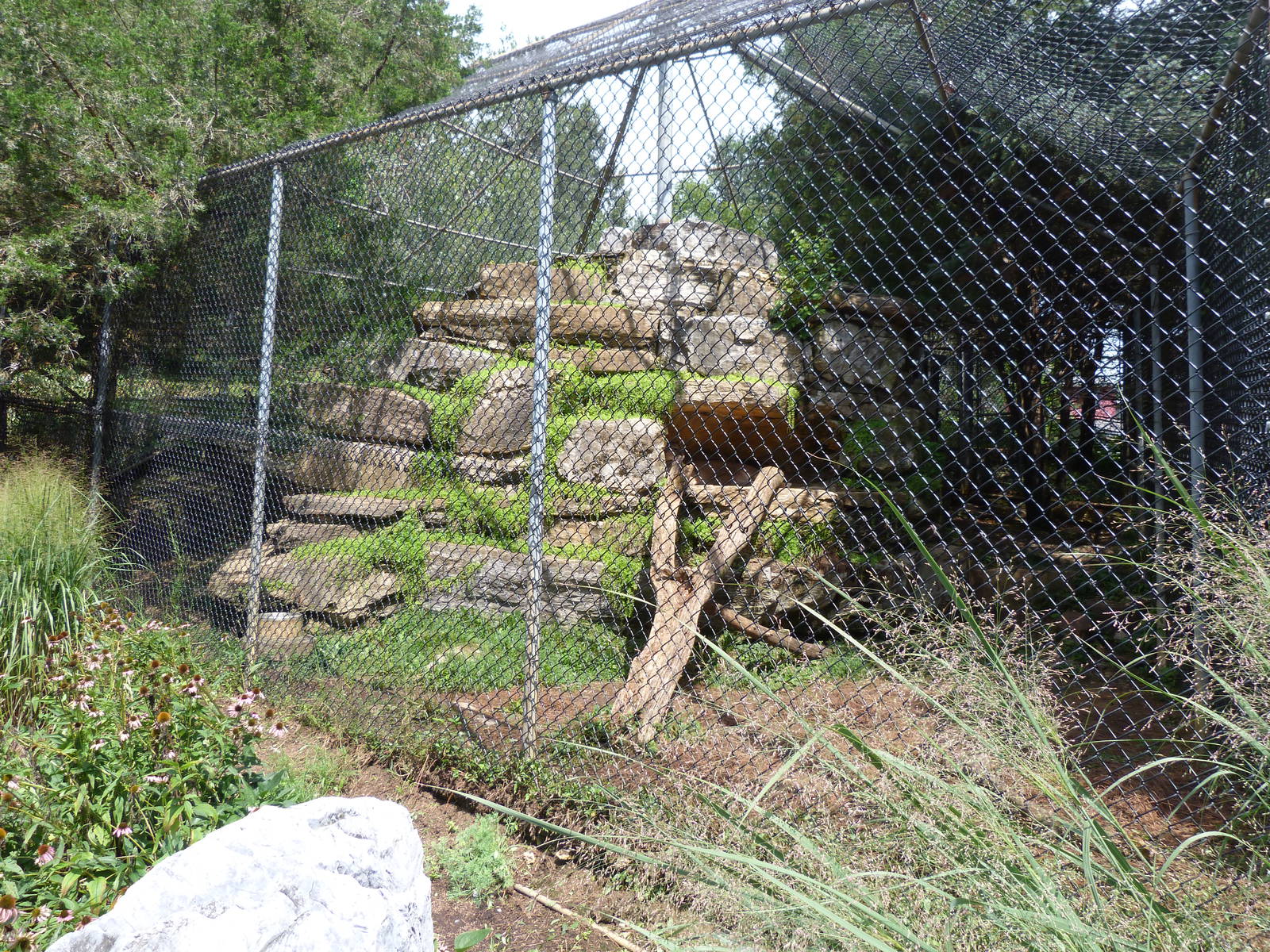 Mountain Lion Exhibit