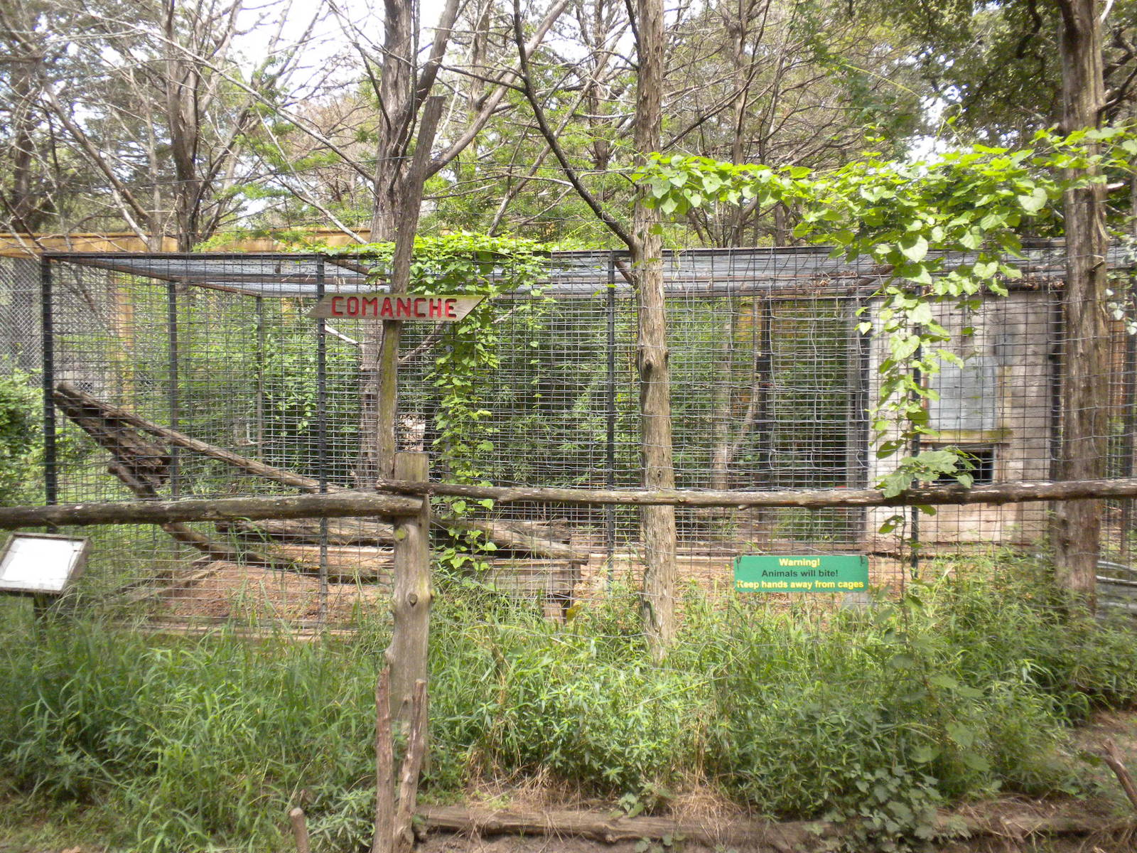 Mountain Lion exhibit