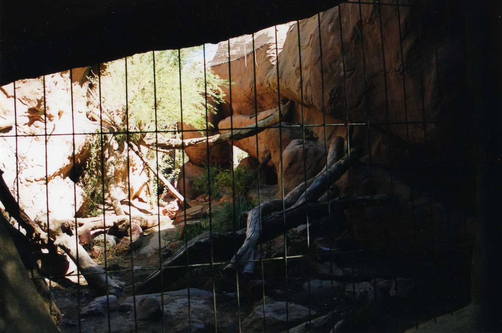 Mountain lion exhibit