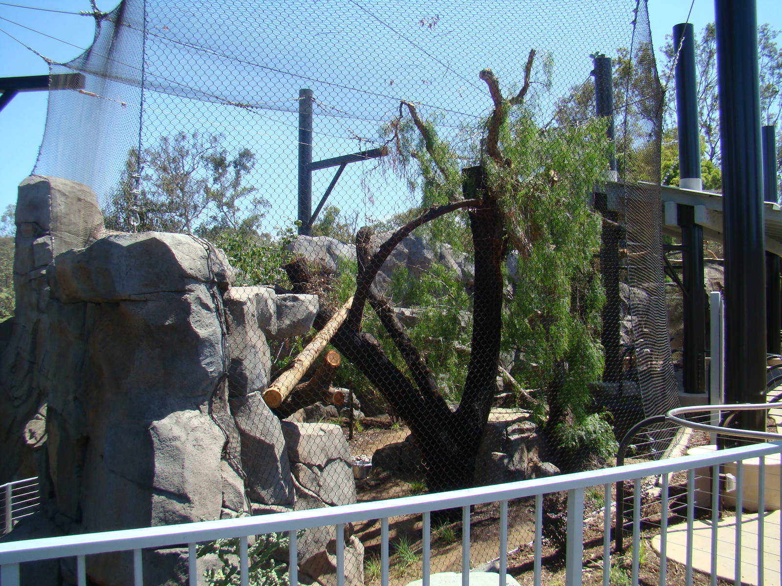 Mountain Lion exhibit