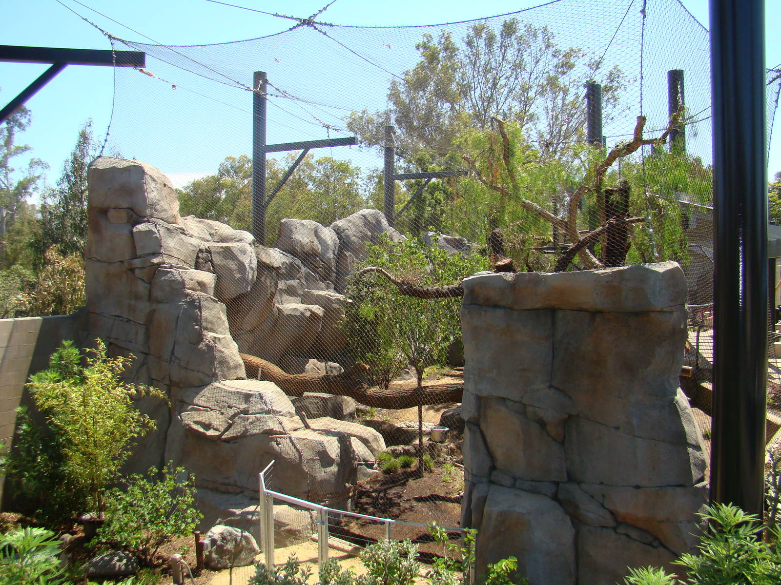 Mountain Lion exhibit