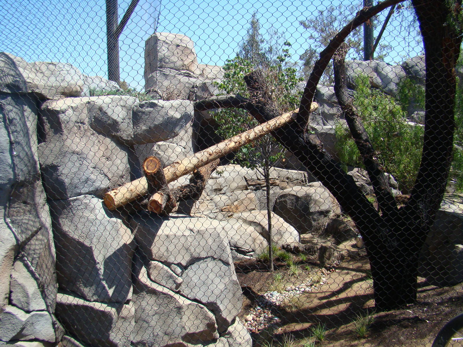 Mountain Lion exhibit