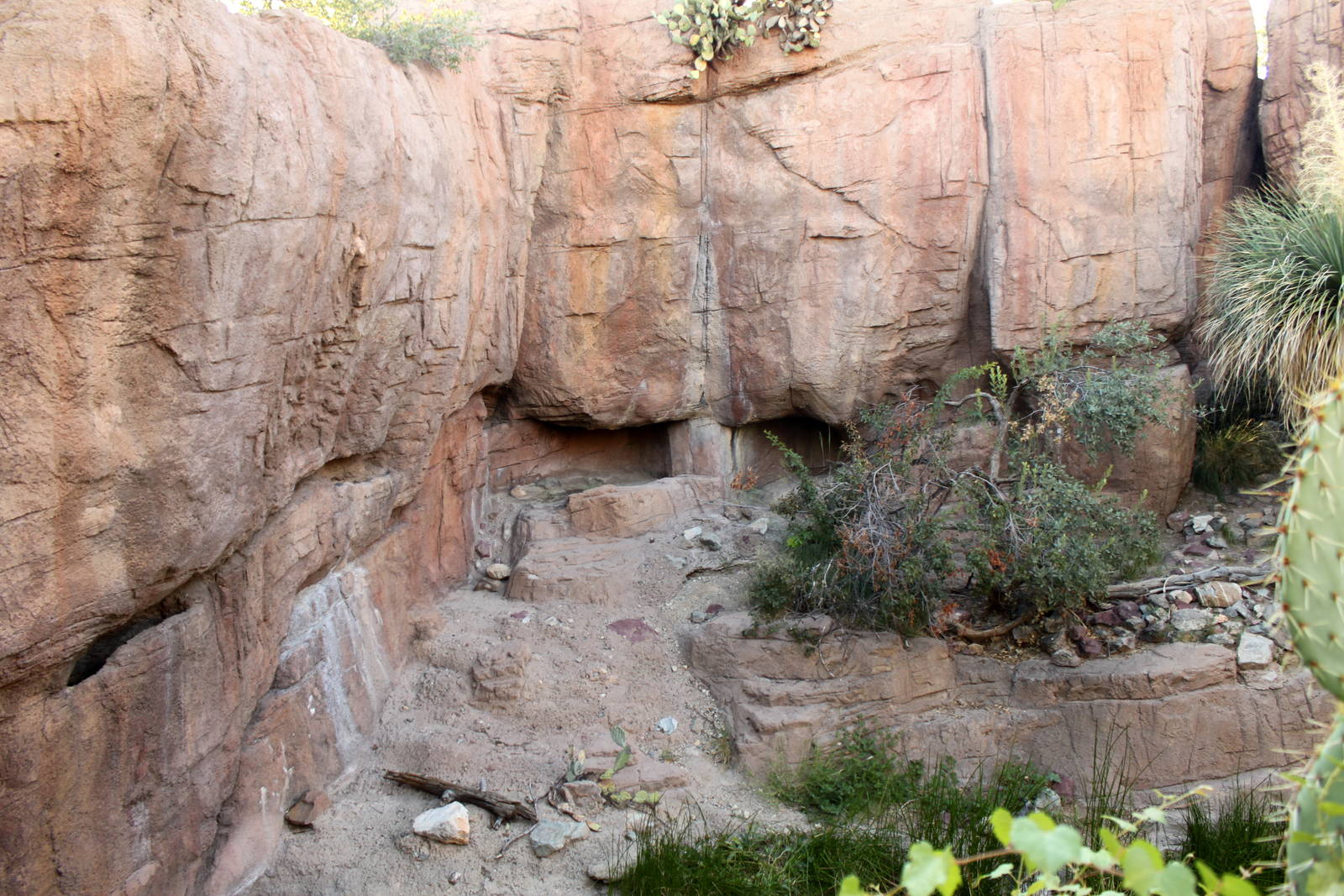 Mountain Lion Exhibit