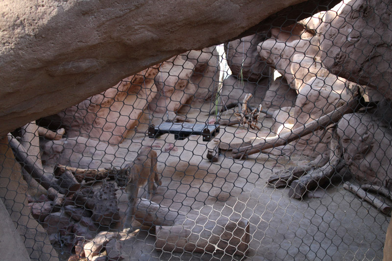 Mountain lion exhibit