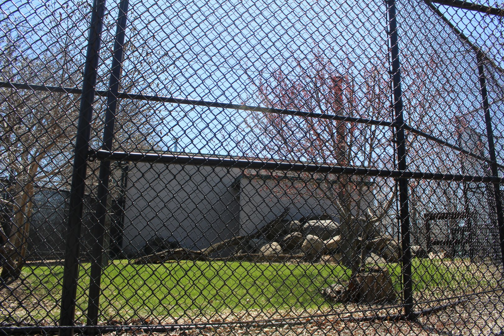 Mountain Lion Exhibit