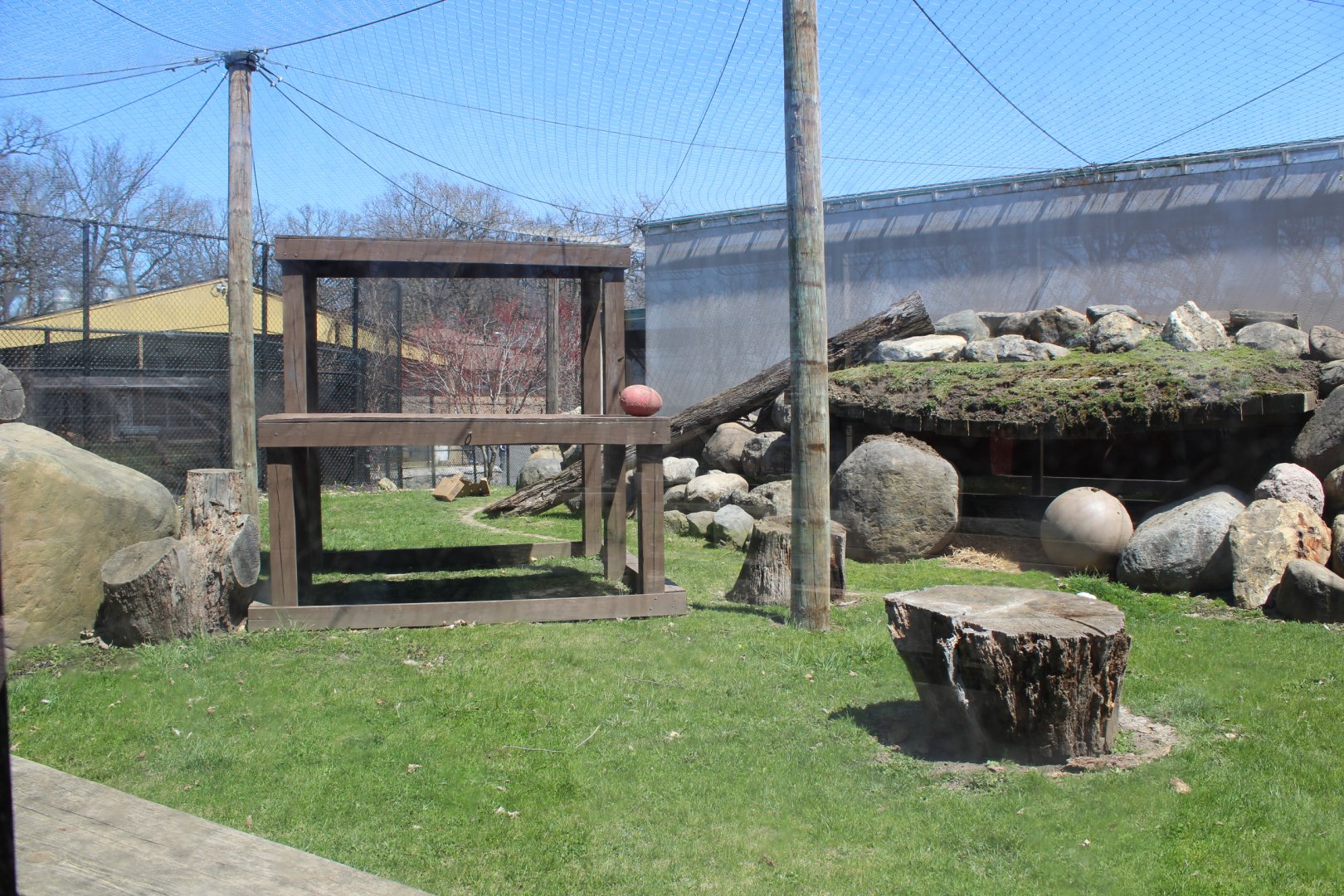 Mountain Lion Exhibit