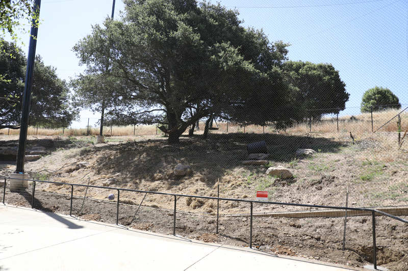 mountain lion exhibit