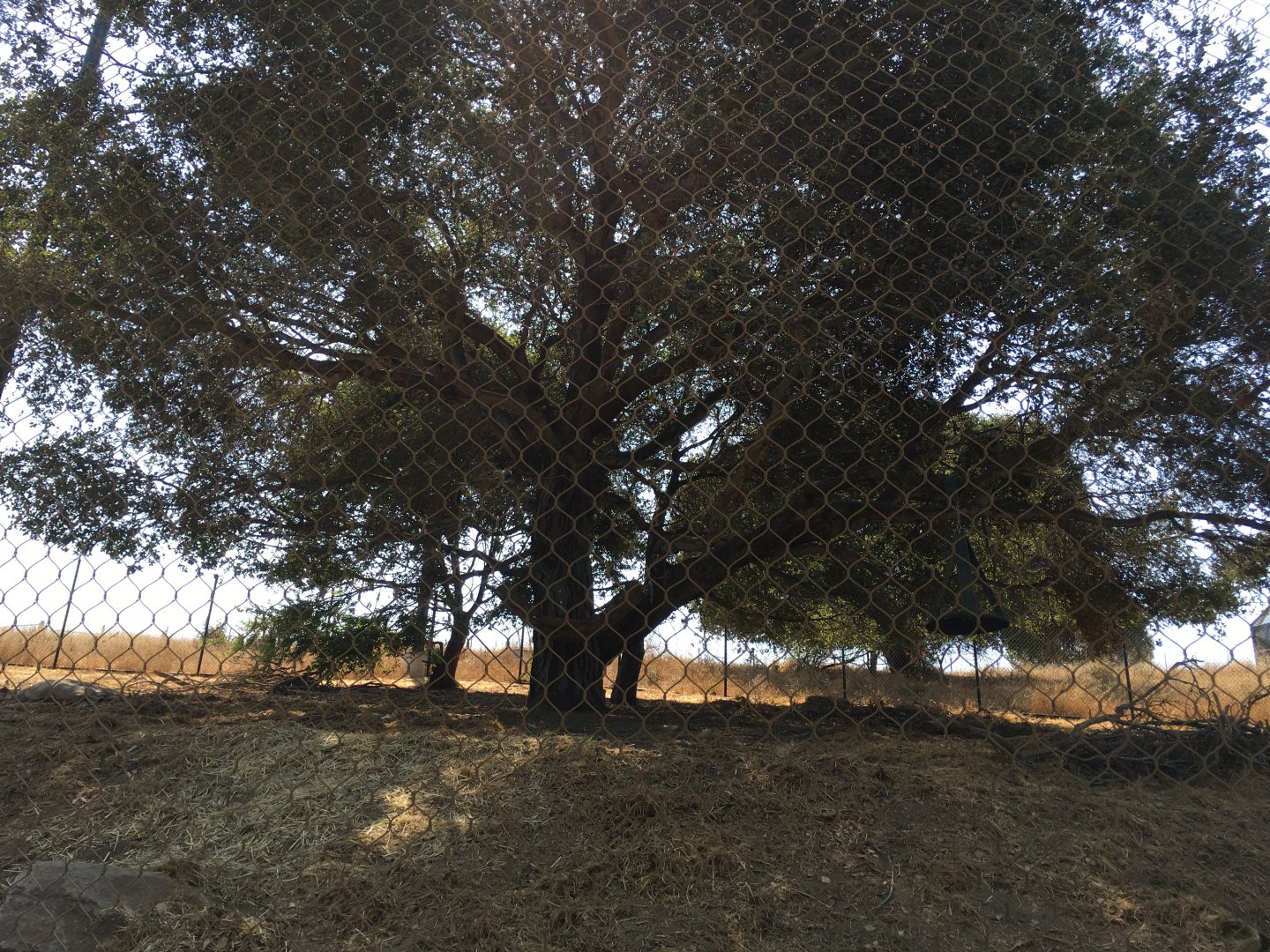 Mountain lion exhibit