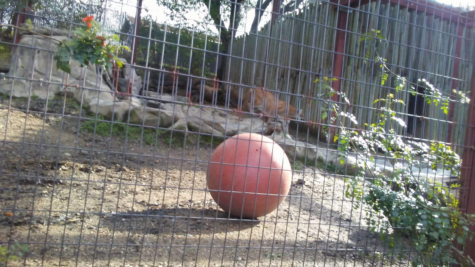Mountain lion exhibit