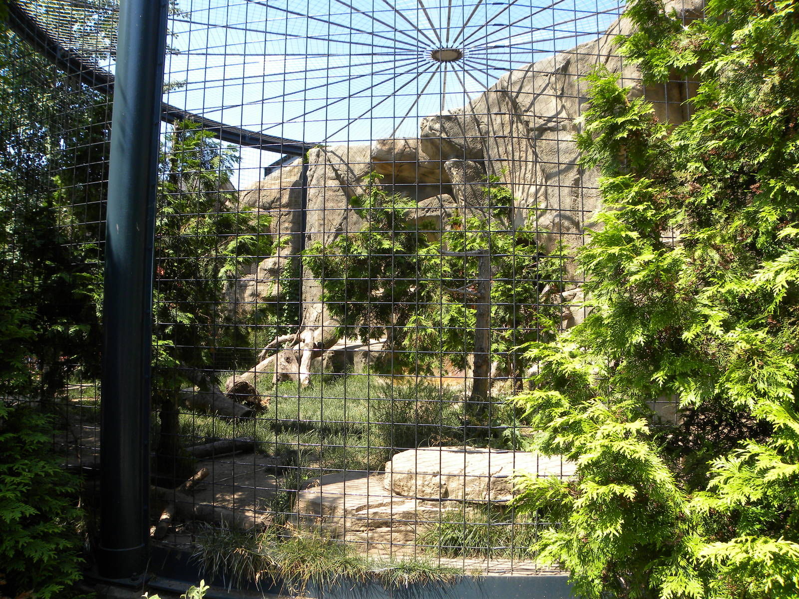 Mountain Lion exhibit