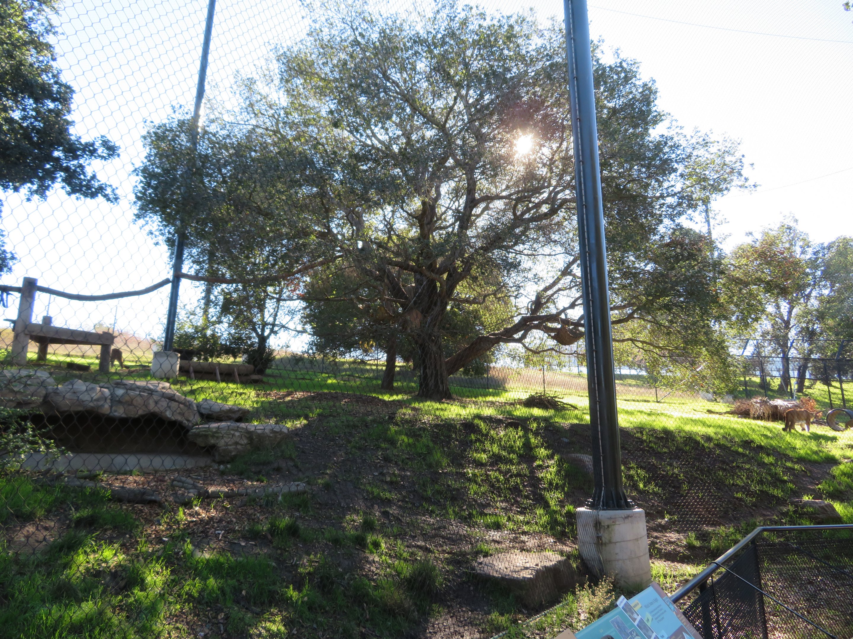 Mountain Lion Exhibit