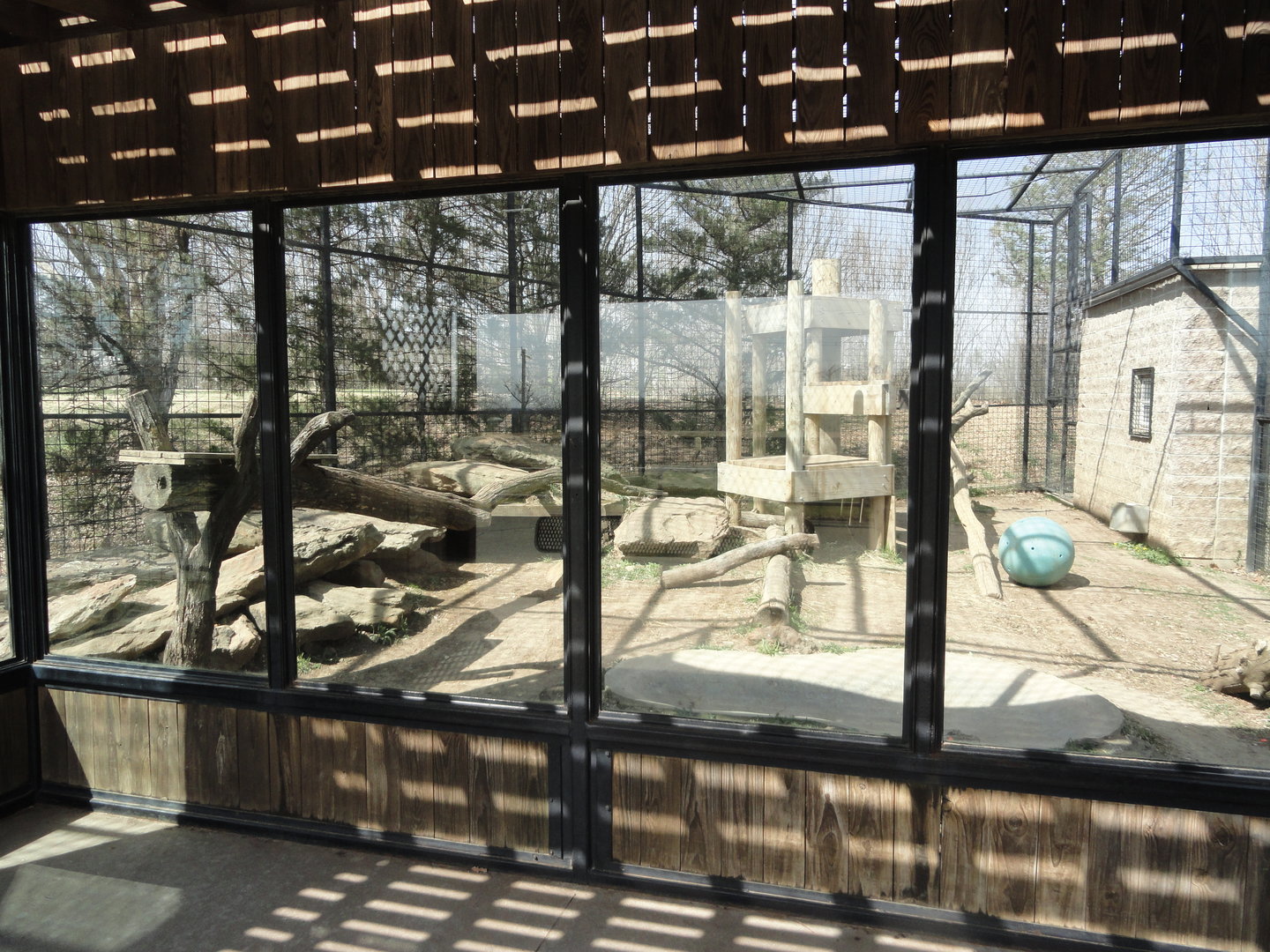 Mountain Lion Exhibit