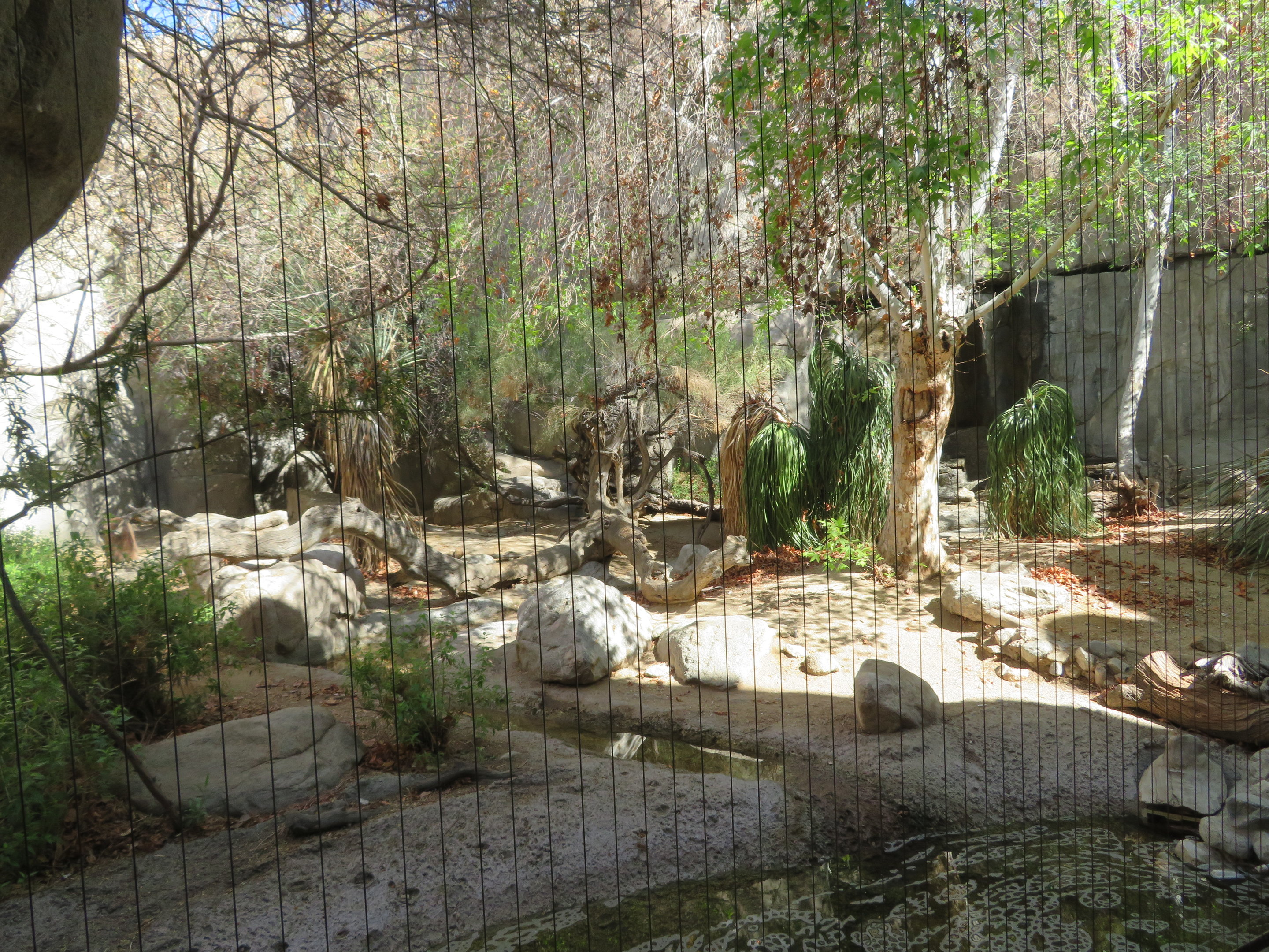 Mountain Lion Exhibit