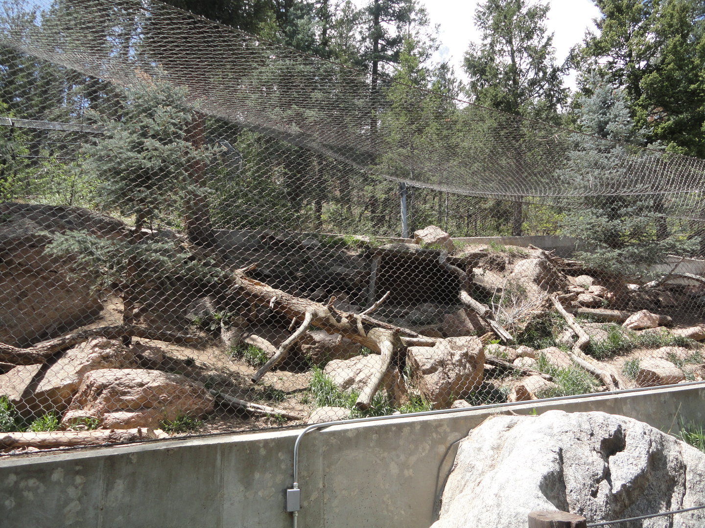 Mountain Lion Exhibit
