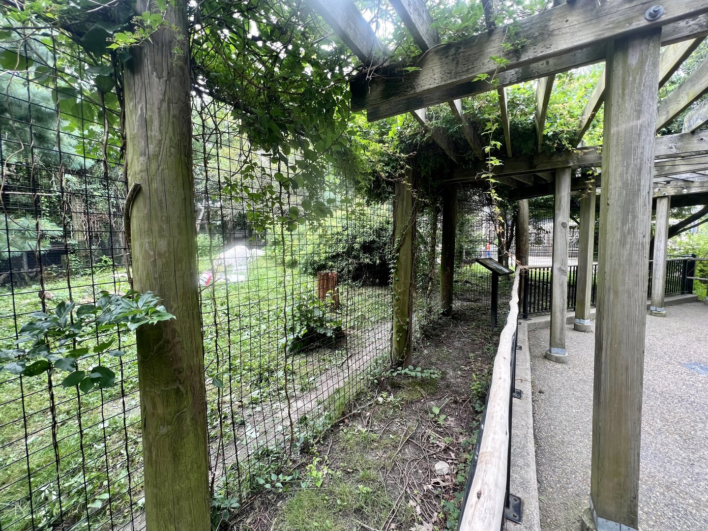 Mountain Lion Exhibit