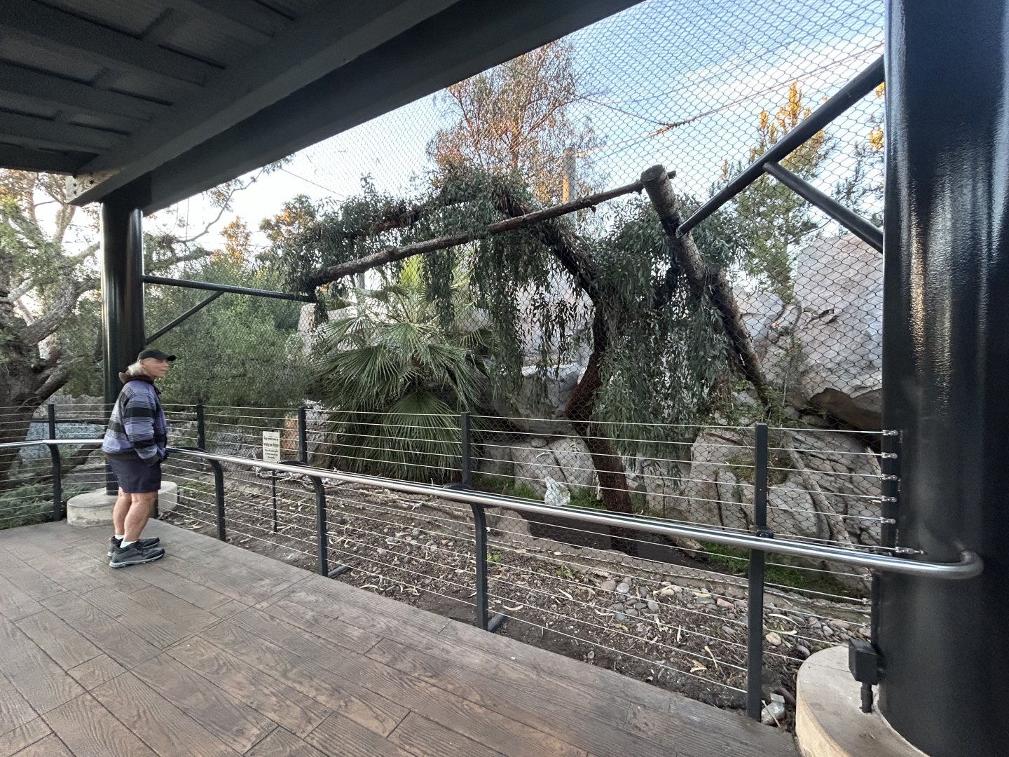 Mountain Lion Exhibit