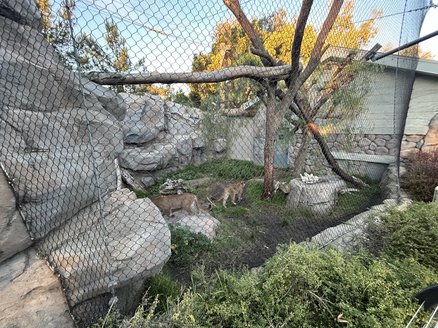 Mountain Lion Exhibit