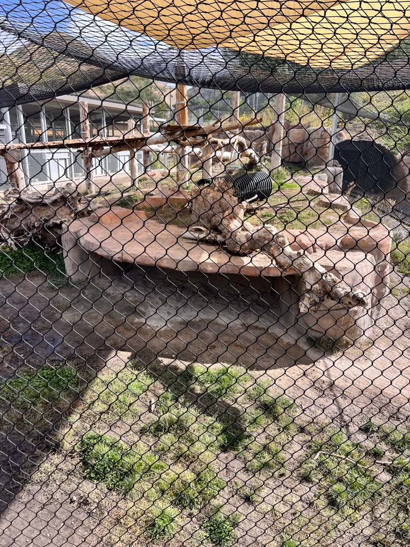 Mountain lion exhibit