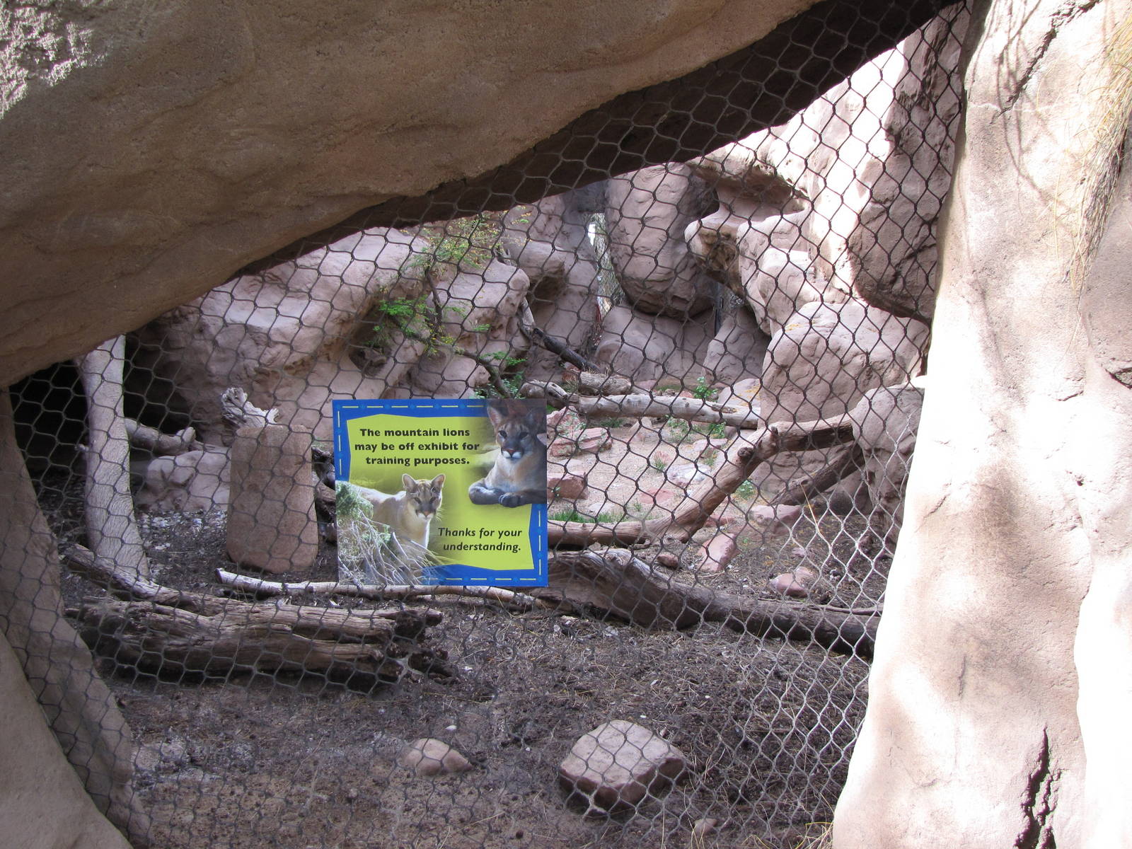 Mountain Lion Exhibit