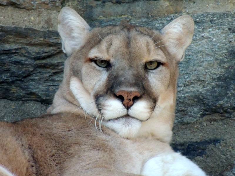 mountain lion face close up
