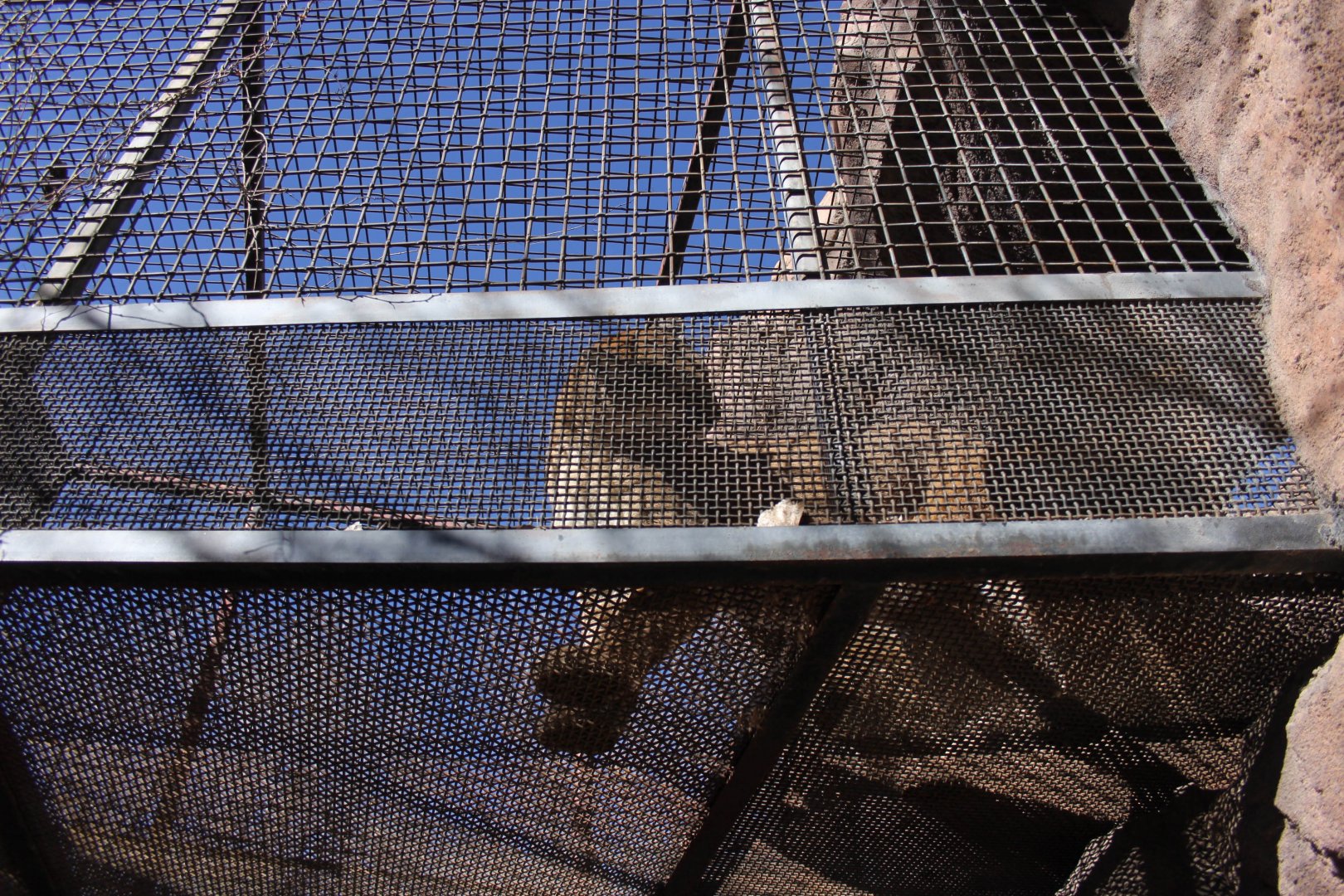 Mountain Lion Feb. 13, 2016