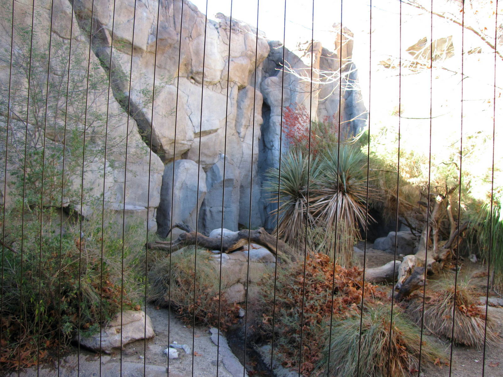 Mountain Lion Habitat
