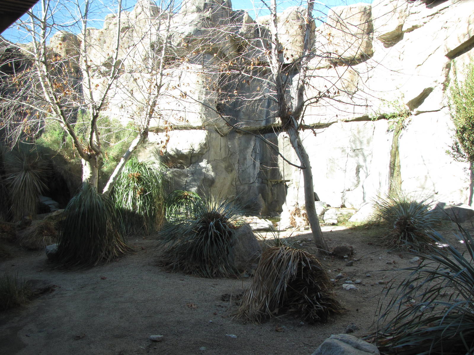 Mountain Lion Habitat
