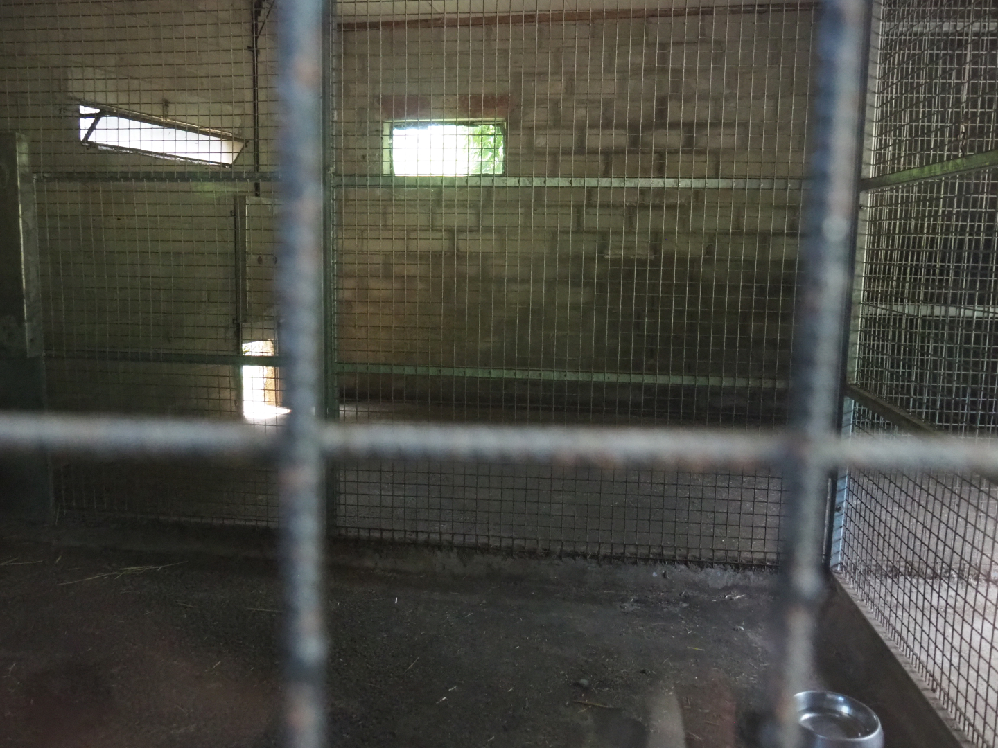 Mountain lion holding cages, 2020-06-20