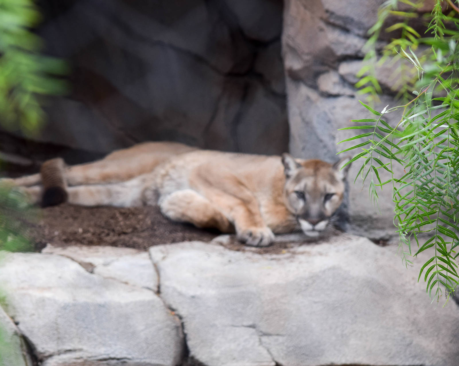 Mountain Lion in the new exhibit