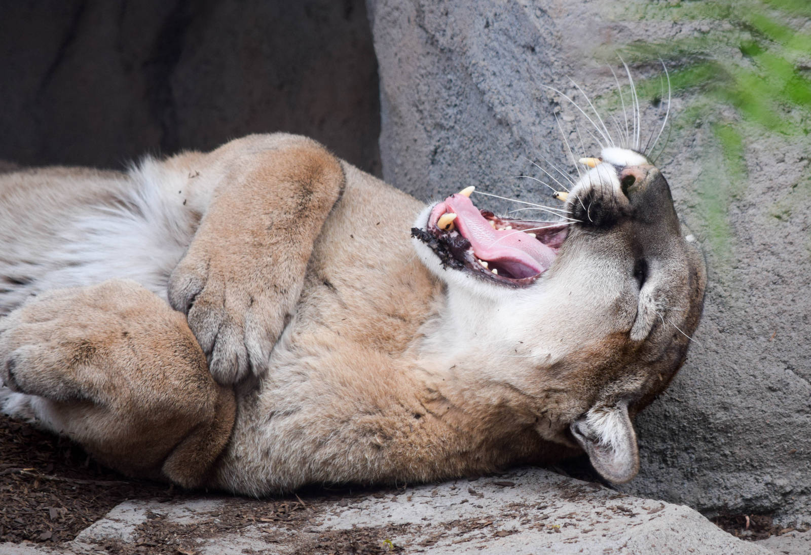 Mountain Lion in the new exhibit