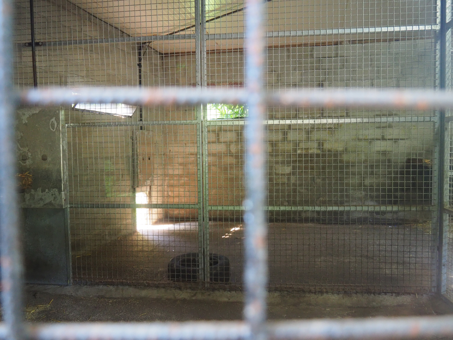 Mountain lion indoor holding, 2019-08-04