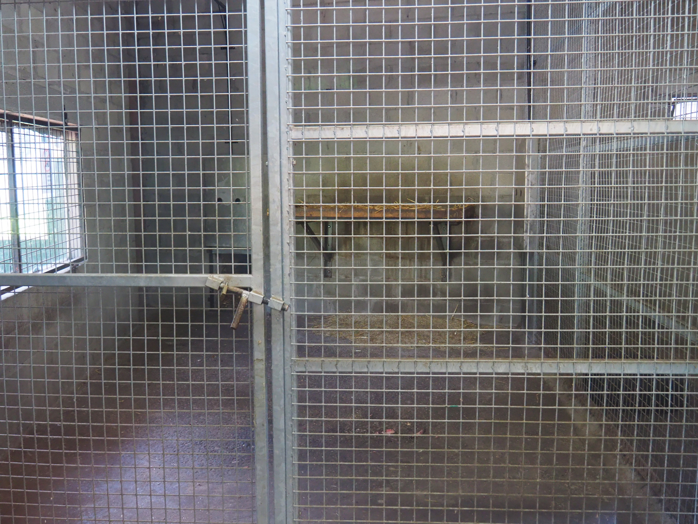 Mountain lion indoor holding, 2019-08-04