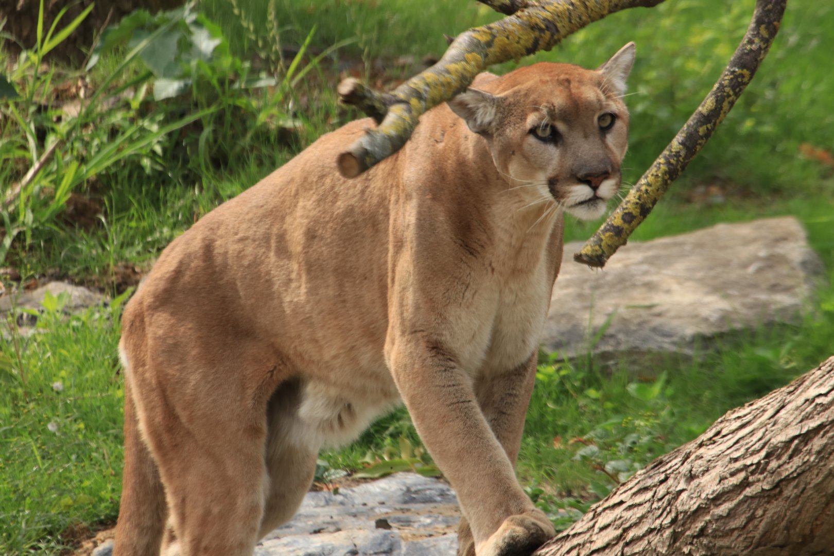 Mountain Lion (July 2019)