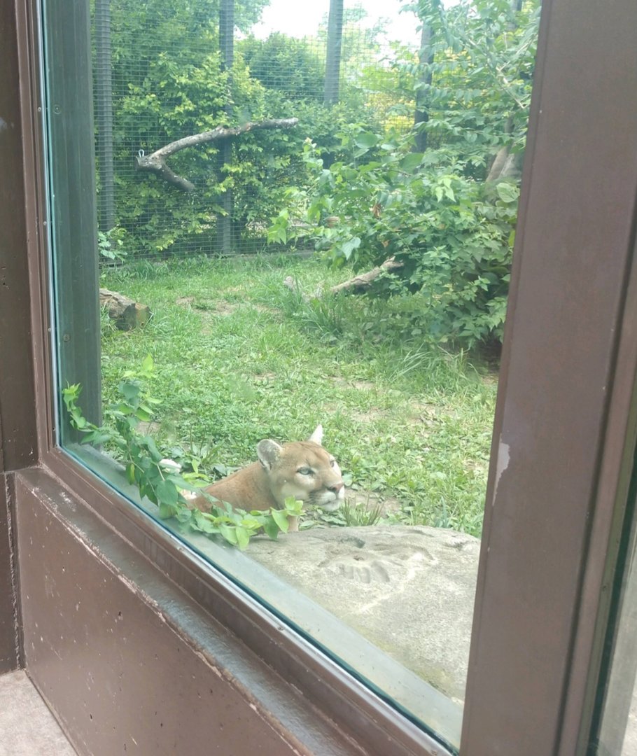 Mountain Lion (July 2021)