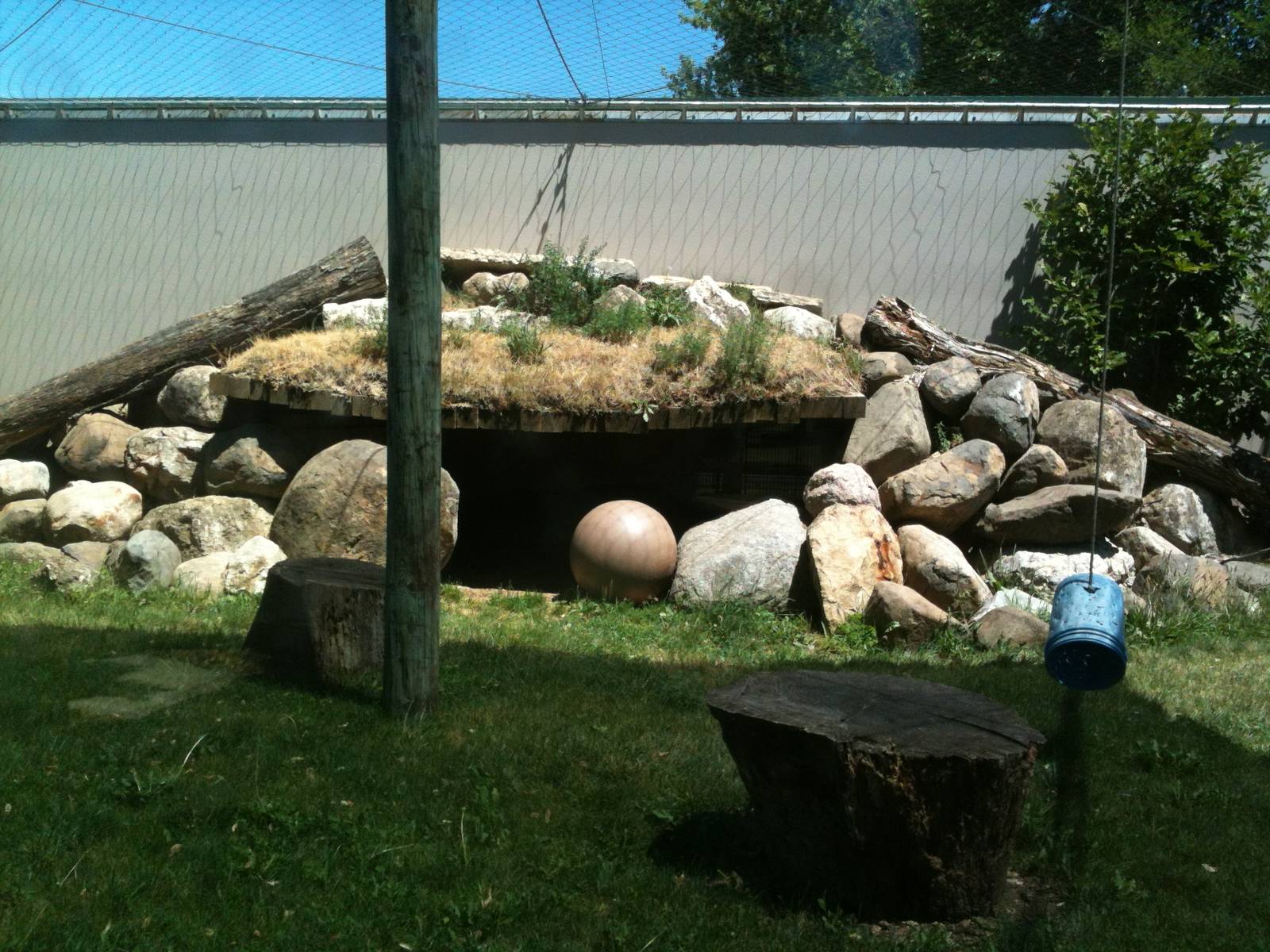 Mountain Lion-June 2012