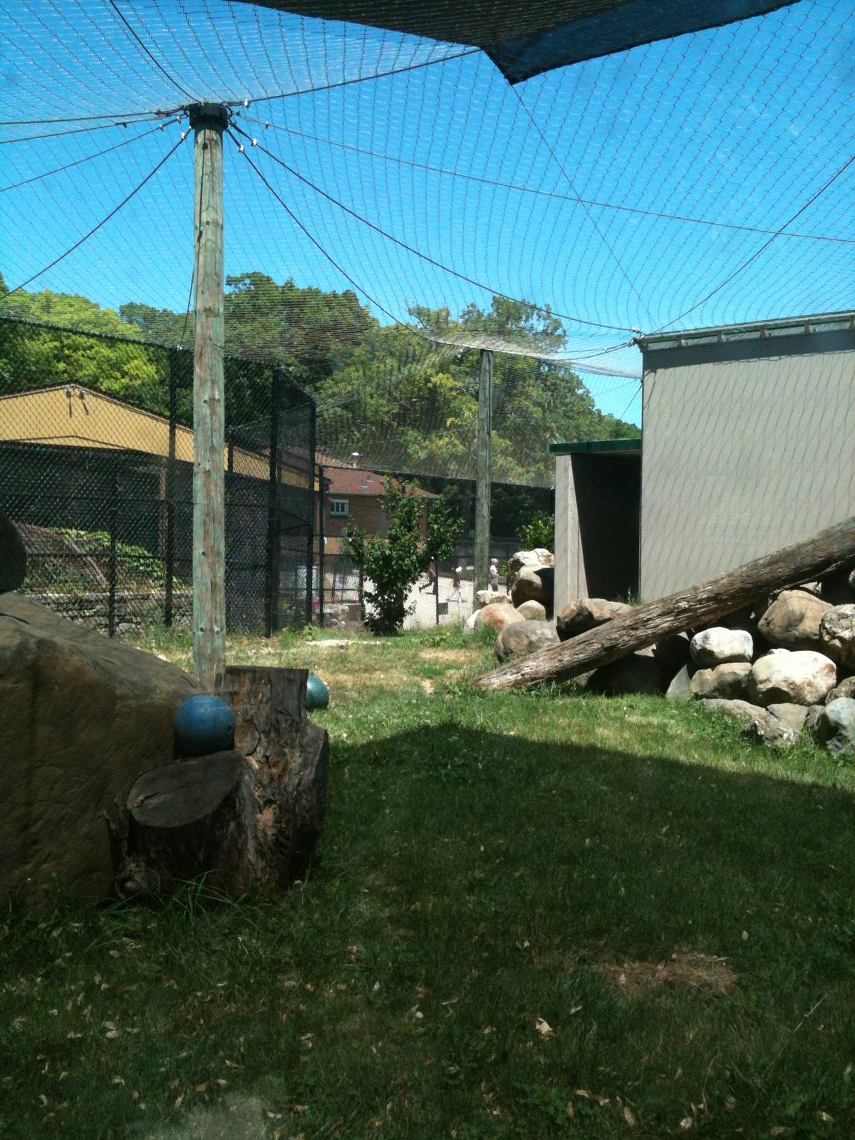 Mountain Lion-June 2012