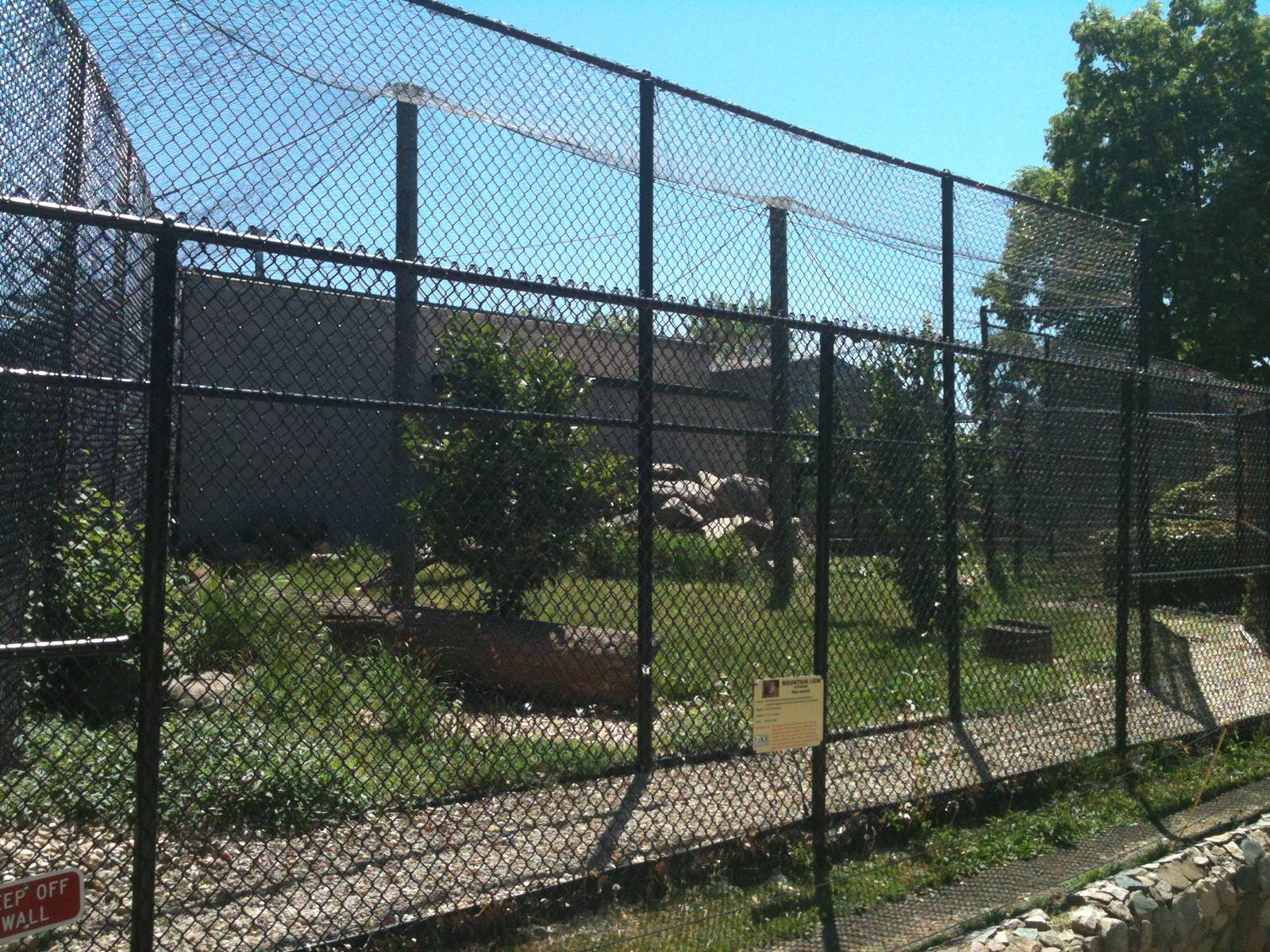 Mountain Lion-June 2012