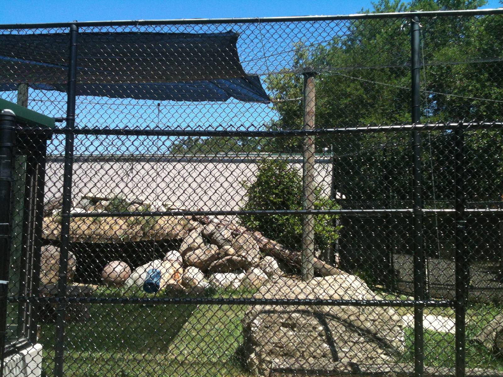 Mountain Lion-June 2012