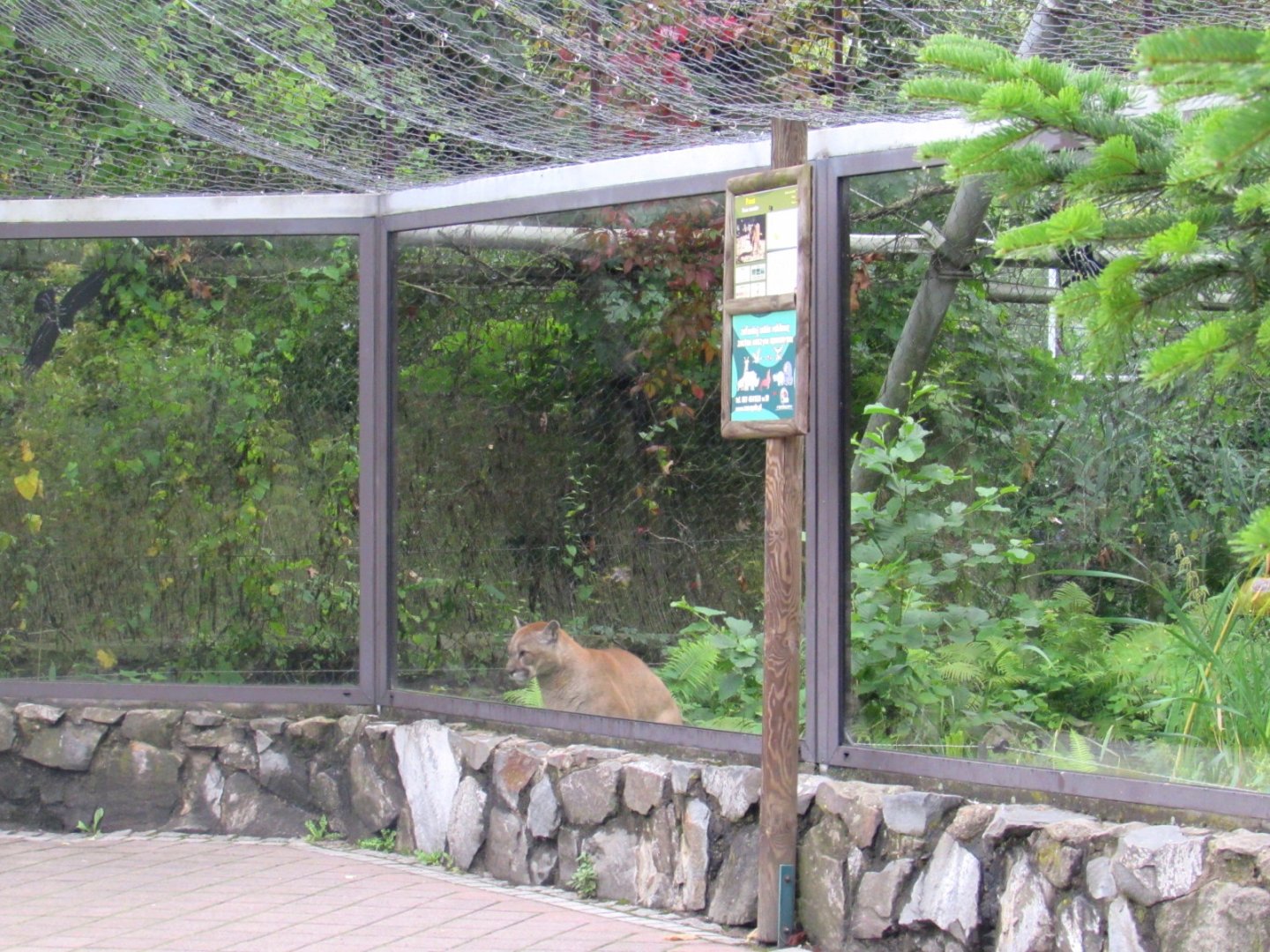 Mountain Lion looks like a guest