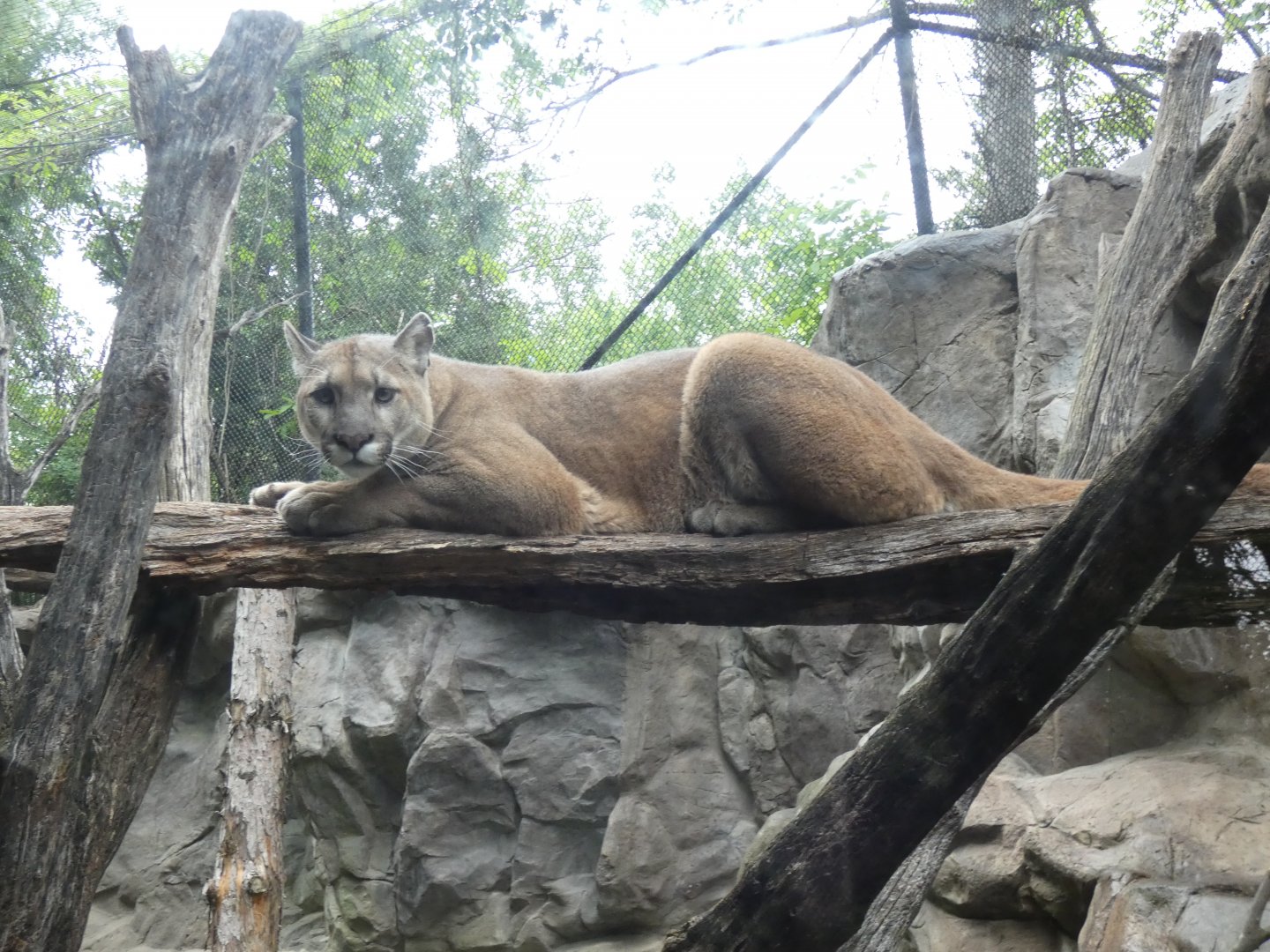 Mountain Lion, Minnesota Trail - Jun. 2021