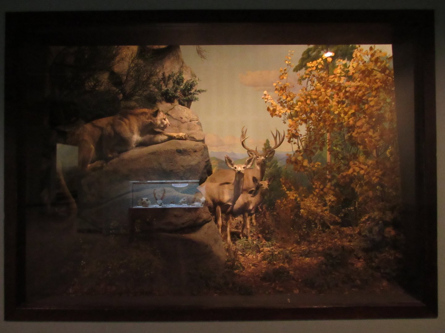 Mountain Lion & Mule Deer Diorama
