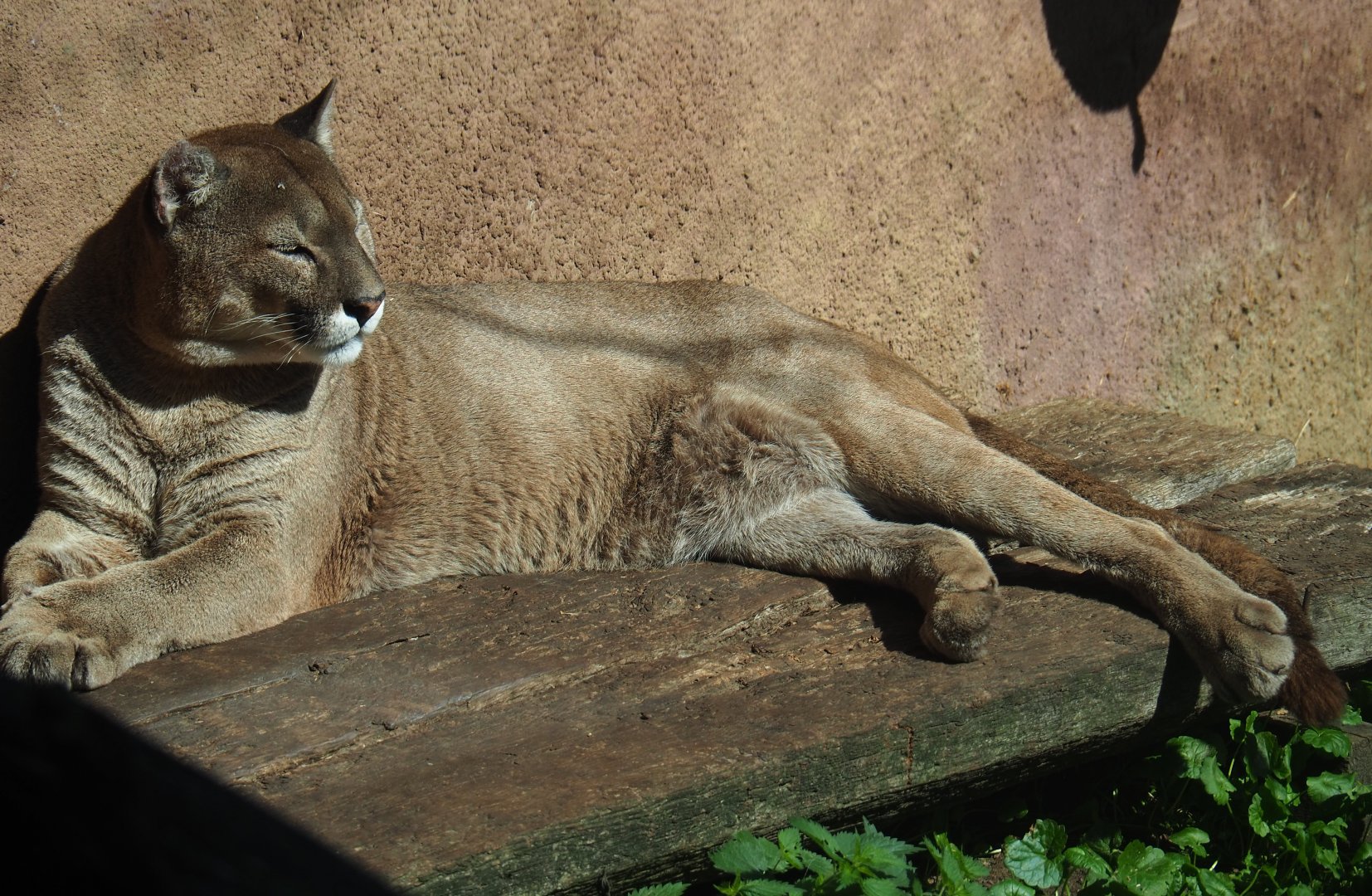 Mountain lion (Puma concolor), 2019-08-04