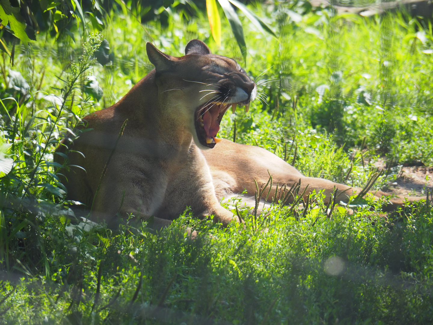 Mountain lion (Puma concolor), 2019-08-04